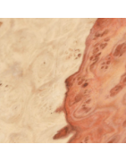 Loupe d'Amboine bois précieux | Bois Canon